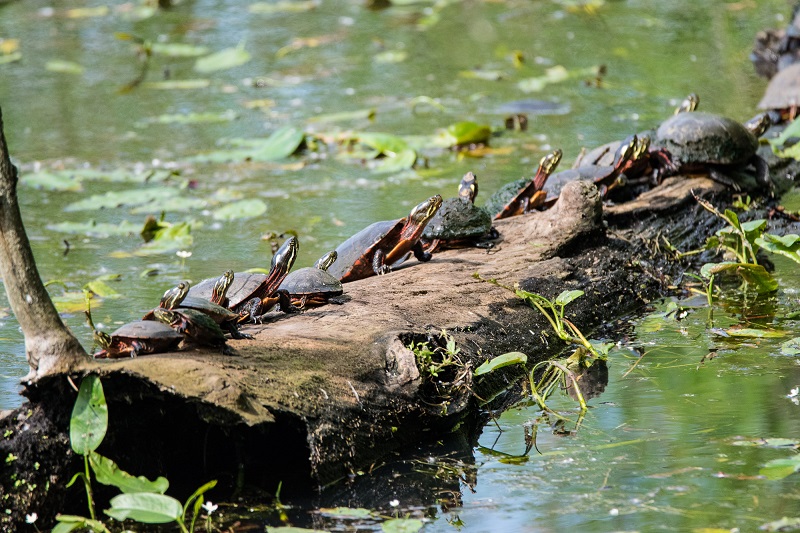 Gilmore Ponds MetroPark
